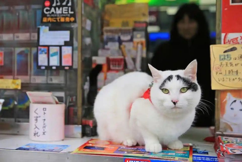 Tỷ lệ người Nhật nuôi chó mèo ngày càng tăng. Ảnh: Mainichi Shimbun.
